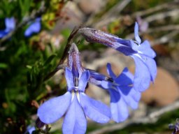 Lobelia pinifolia lip lobes